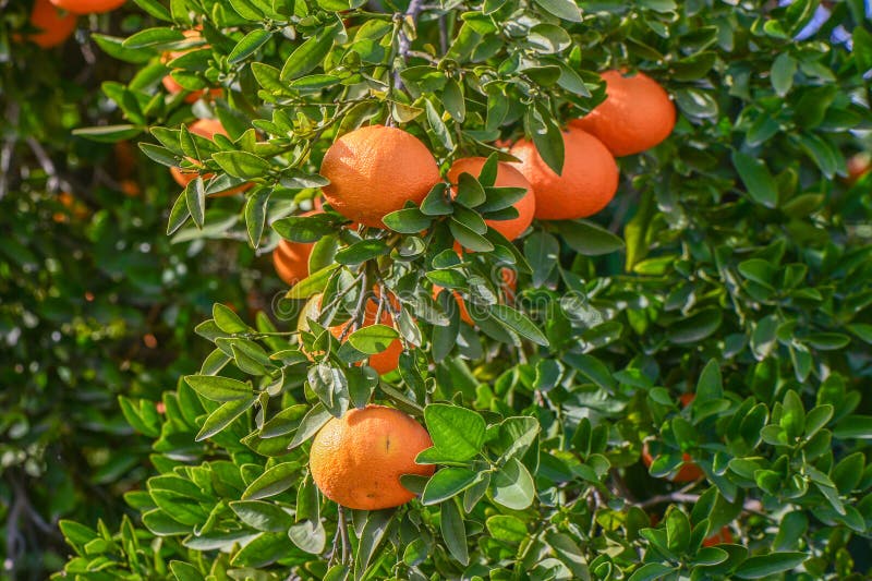 juicy tangerines on a tree branch in the Mediterranean 2. juicy tangerines on a tree branch in the Mediterranean 2