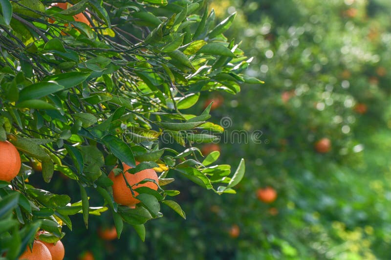juicy tangerines on a tree branch in the Mediterranean 1. juicy tangerines on a tree branch in the Mediterranean 1