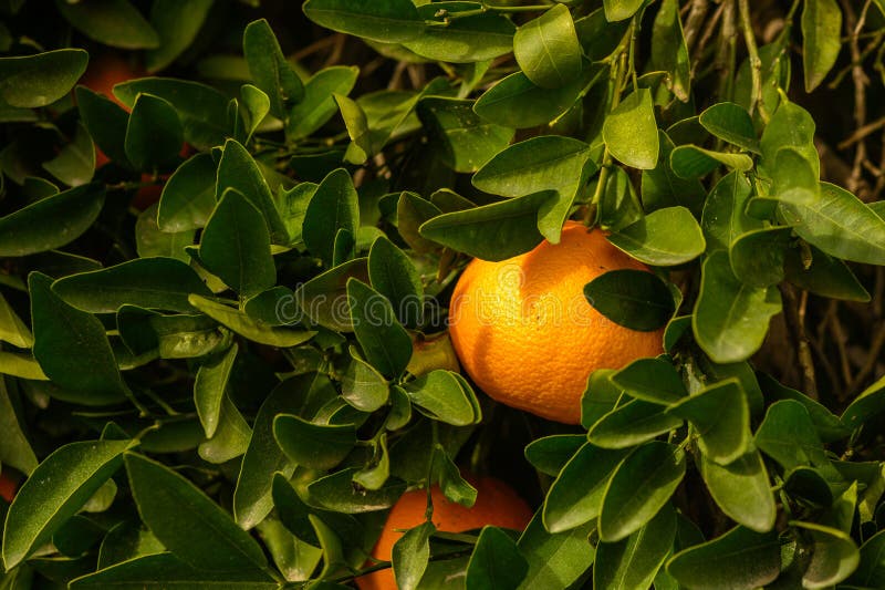 juicy fresh tangerines in a garden in Cyprus in winter 1. juicy fresh tangerines in a garden in Cyprus in winter 1