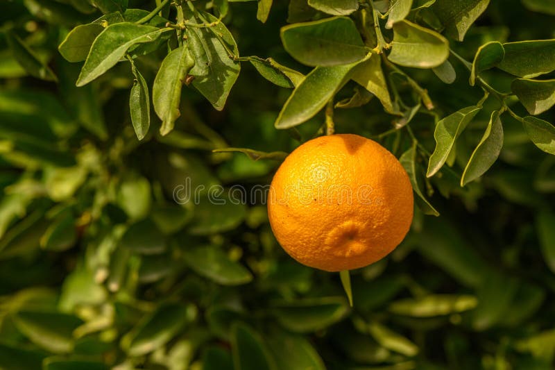 juicy fresh tangerines in a garden in Cyprus in winter 2. juicy fresh tangerines in a garden in Cyprus in winter 2