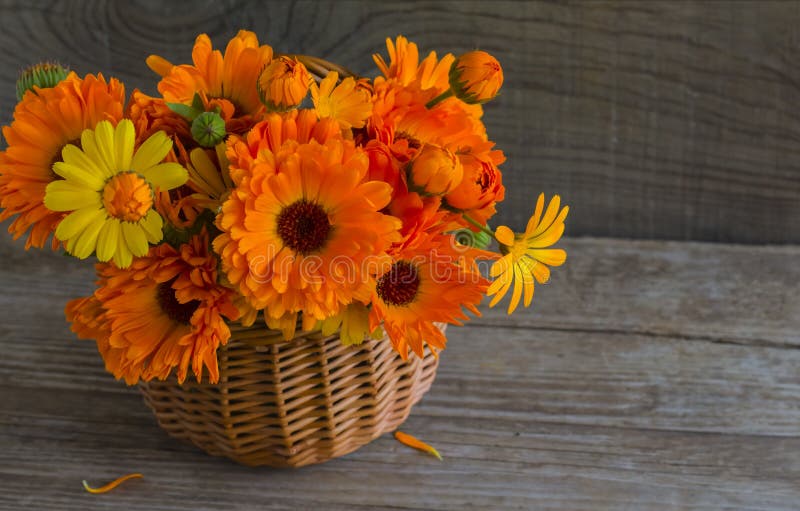 Сочный оранжевый букет цветков calendula в корзине на деревянной предпосылке с экземпляром космоса стоковые фото Сочный оранжевый букет цветков calendula в корзине на деревянной предпосылке с экземпляром космоса стоковые фото
