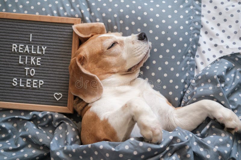 Спать красивого beagle породы собаки смешной на подушке под одеялом стоковая фотография rf