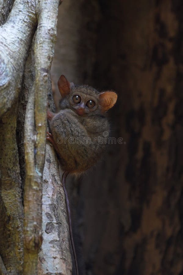 спектральное tarsier стоковое фото спектральное tarsier стоковое фото