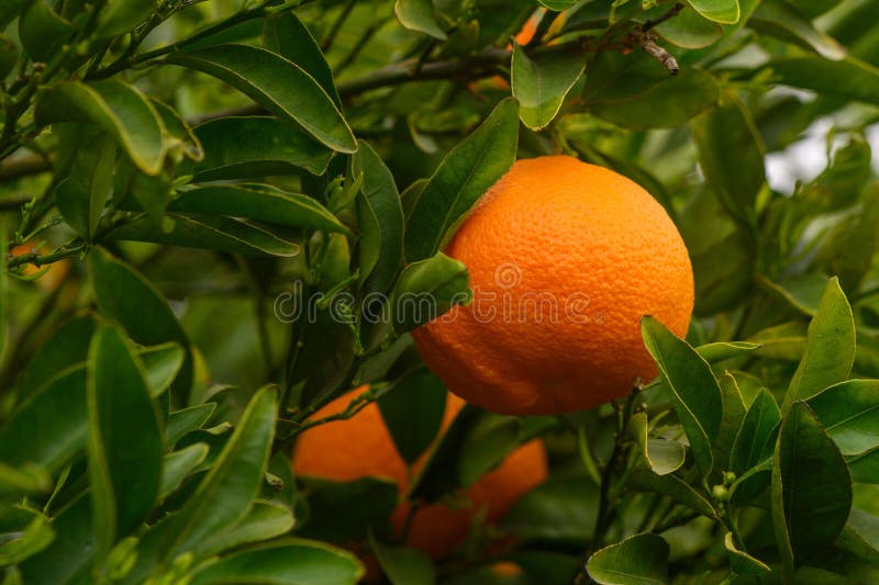 orange tangerines growing on tree branches in garden on a plantation with sunlight 2. orange tangerines growing on tree branches in garden on a plantation with sunlight 2