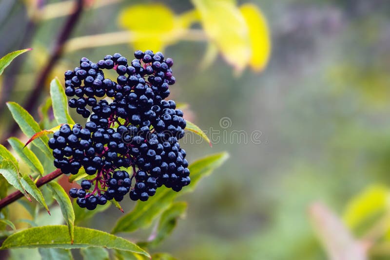 Ripe elderberries on the bush with a blurred background. Ripe elderberries on the bush with a blurred background.