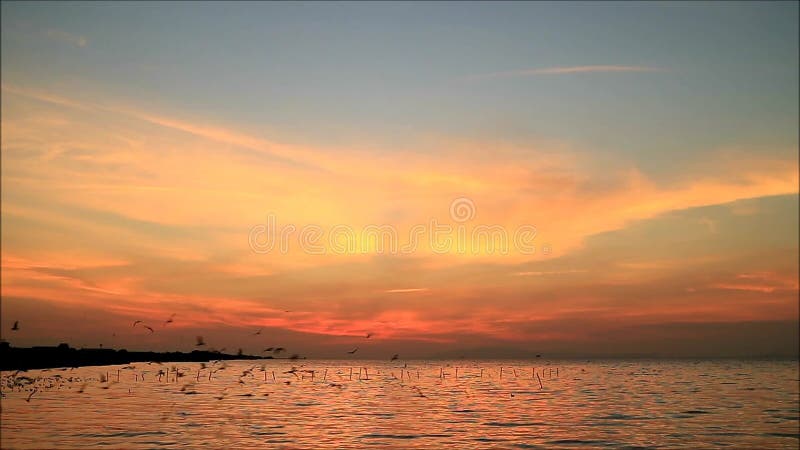 спокойное море на рассвете с большой стаей летающих ранних птиц