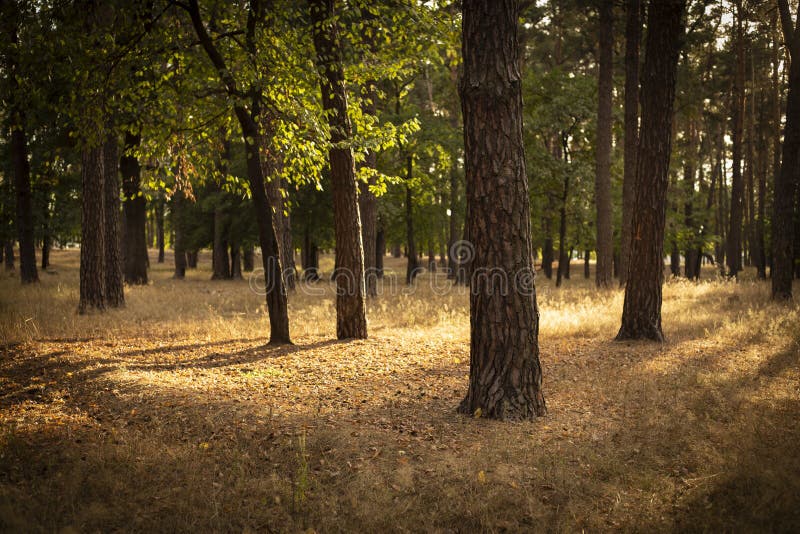 Calm and peaceful august forest lightened with warm sun rays. Calm and peaceful august forest lightened with warm sun rays