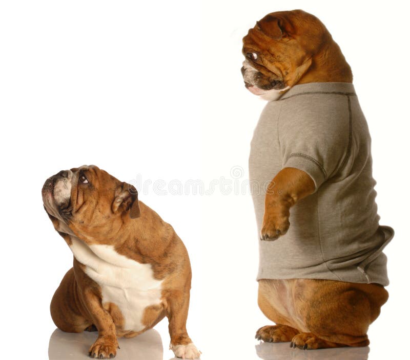 Two bulldogs fighting - concept of arguing with a parent. Two bulldogs fighting - concept of arguing with a parent