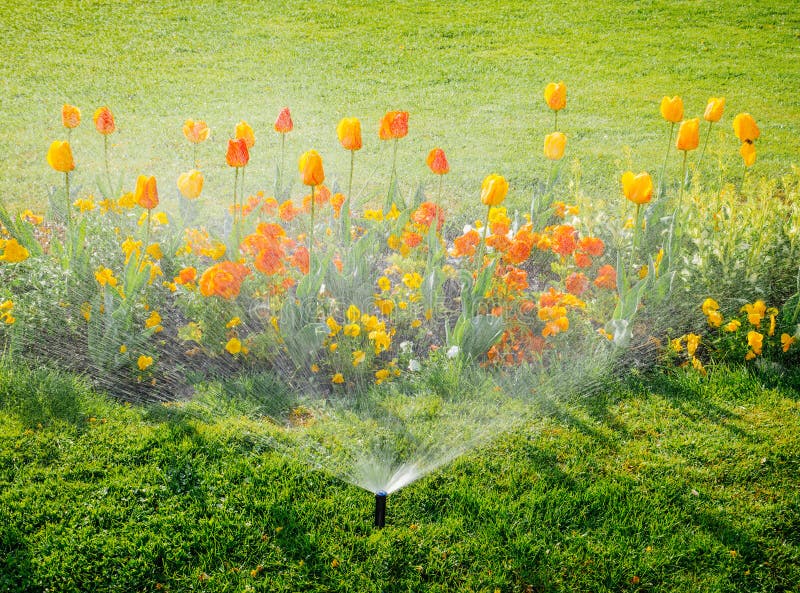 Smart garden activated with full automatic sprinkler irrigation system working early in the morning in green park - watering lawn and colourful flowers tulips narcissus and other types of spring flowers. Smart garden activated with full automatic sprinkler irrigation system working early in the morning in green park - watering lawn and colourful flowers tulips narcissus and other types of spring flowers