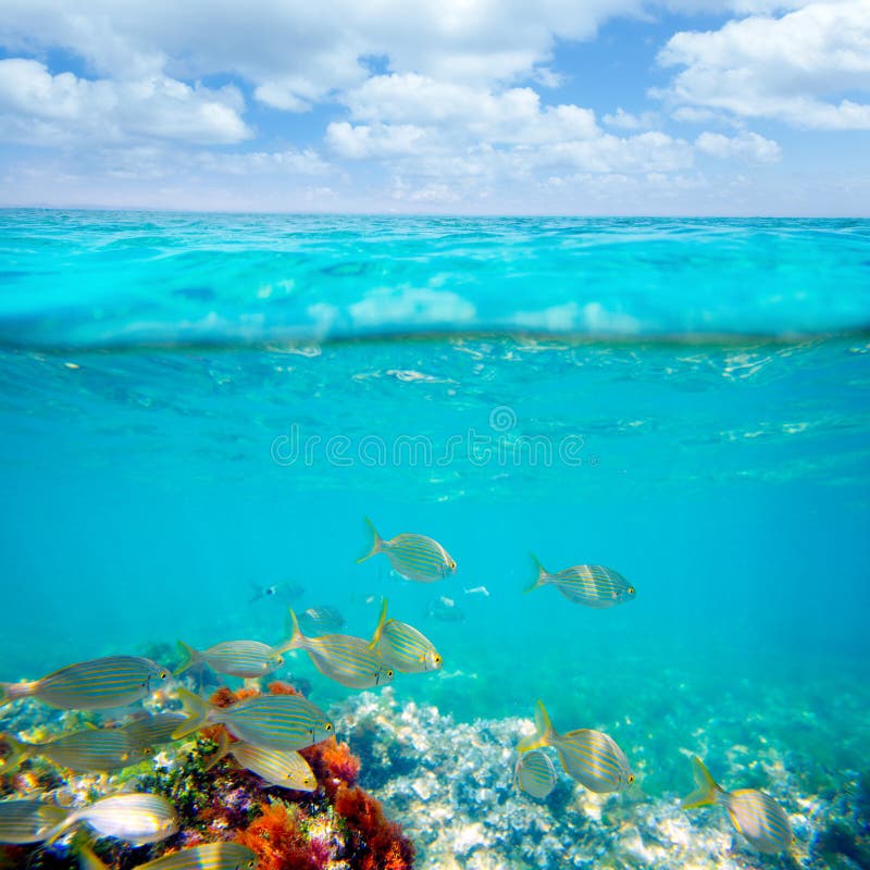 Среднеземноморской underwater с школой рыб salema Среднеземноморской underwater с школой рыб salema