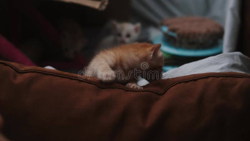 Средний снимок уютного дома из коробки с рыжими котятами акции видеоматериалы