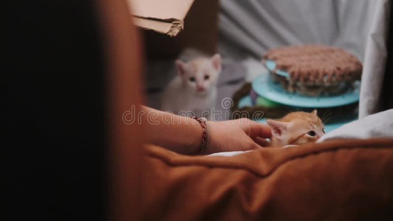 Средний снимок уютного дома с рычащими имбирными котятами сток-видео