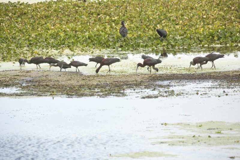 Стадо лоснистых ibises подавая на заболоченных местах Орландо паркует, Флорида стоковое фото Стадо лоснистых ibises подавая на заболоченных местах Орландо паркует, Флорида стоковое фото