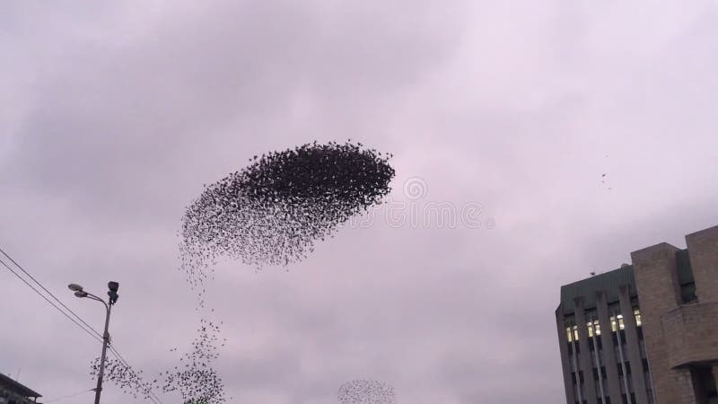 Стадо птиц, Starlings, танцевать птиц