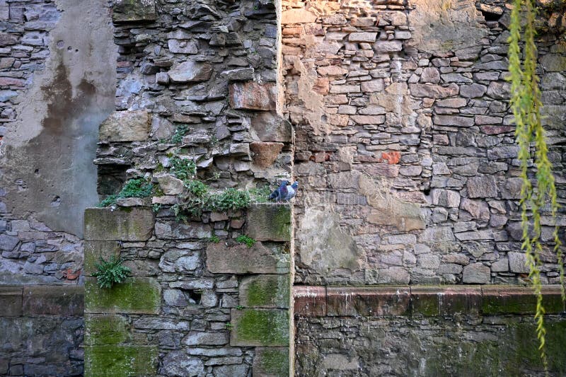 Pigeons sit in an old stone wall. Pigeons sit in an old stone wall