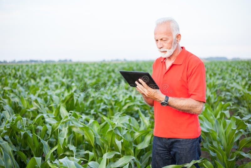 Старшее положение agronomist или фермера в кукурузном поле и использование планшета стоковое фото rf Старшее положение agronomist или фермера в кукурузном поле и использование планшета стоковое фото rf