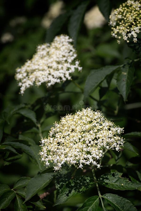 Старшие белые цветения связывают, цвести nigra Sambucus целебный стоковое изображение Старшие белые цветения связывают, цвести nigra Sambucus целебный стоковое изображение