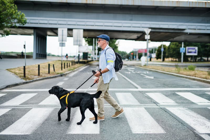 A senior blind man with guide dog walking outdoors in city, crossing the street. A senior blind man with guide dog walking outdoors in city, crossing the street.