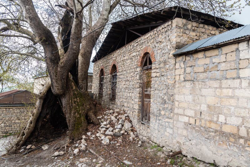 Старый воÑточный Ñамолет Platanus orientalis и руины Ñгоревшей мечети XVI века в Ð стоковое изображение rf Старый воÑточный Ñамолет Platanus orientalis и руины Ñгоревшей мечети XVI века в Ð стоковое изображение rf