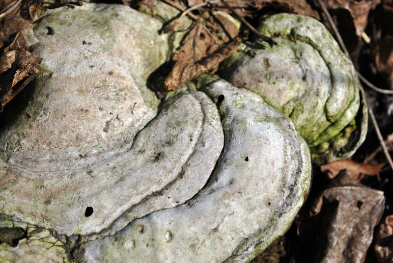 Старый грибок трута fomentarius fomes, ложный грибок трута, грибок копыта, conk трута, polypore трута, грибок человека льда стоковые фото Старый грибок трута fomentarius fomes, ложный грибок трута, грибок копыта, conk трута, polypore трута, грибок человека льда стоковые фото