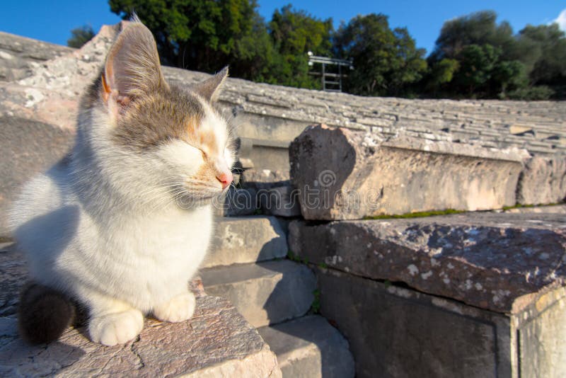 Старый театр Epidaurus или ` Epidavros `, префектуры Argolida, Пелопоннеса стоковые изображения Старый театр Epidaurus или ` Epidavros `, префектуры Argolida, Пелопоннеса стоковые изображения