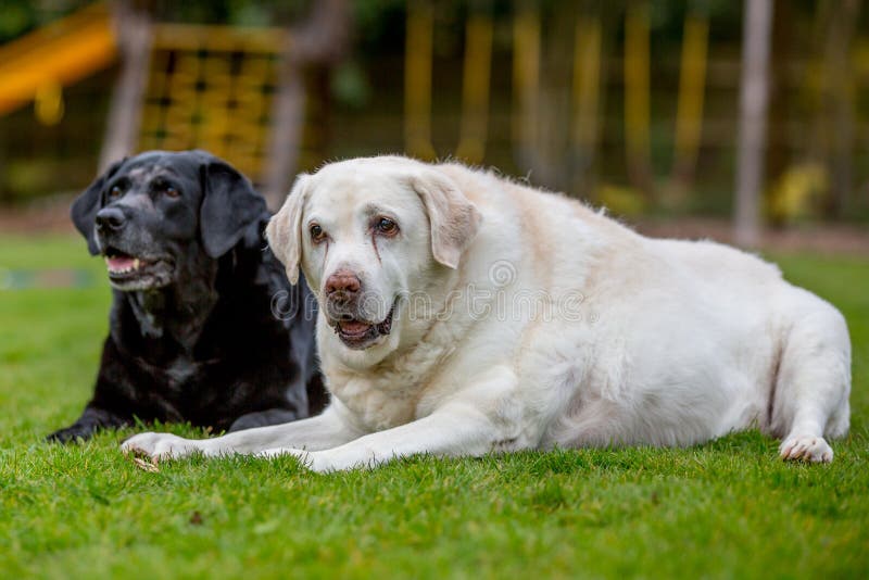 2 старых labradors лежа совместно стоковые фотографии rf 2 старых labradors лежа совместно стоковые фотографии rf