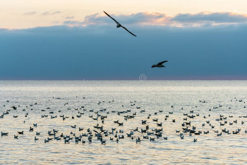Стая чаек на Черном море. От того и красивый чайок на закате стоковые изображения rf