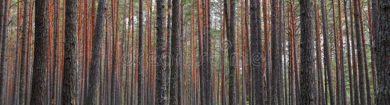 Стволы дерева соснового леса стоковые фотографии rf Стволы дерева соснового леса стоковые фотографии rf