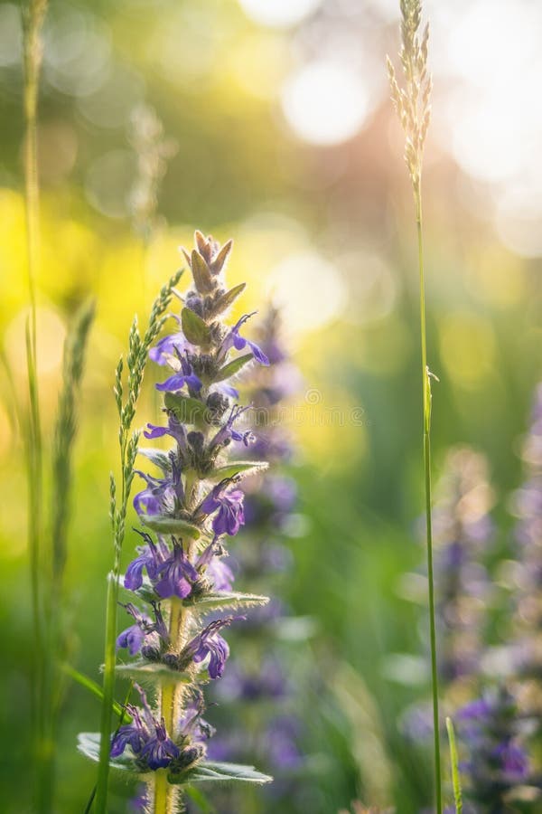 Стеклярус цветков горы Wildflowers голубой стоковая фотография rf Стеклярус цветков горы Wildflowers голубой стоковая фотография rf