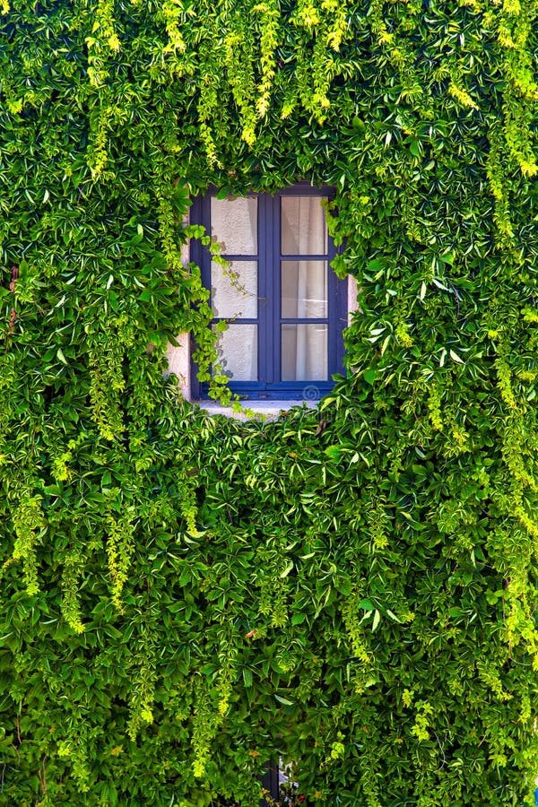 Стена дома при окно покрытое с плющом Стоковое Фото - изображение ...