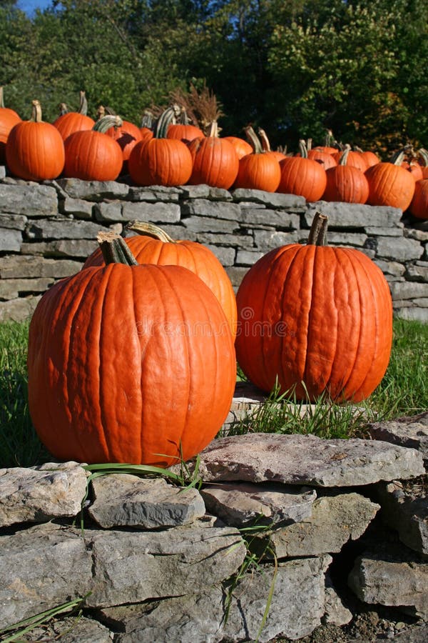 A group of orange pumpkins in the late day sun. A group of orange pumpkins in the late day sun.