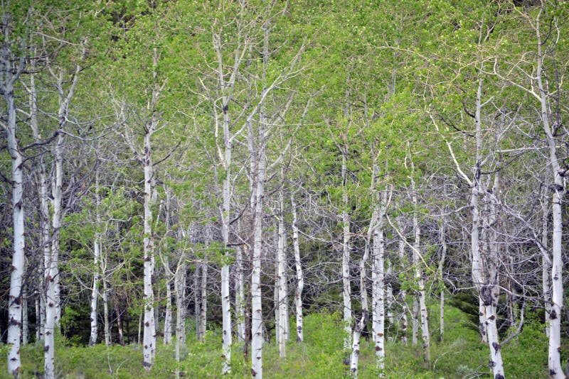 Beautiful stand of aspens in the forest. Beautiful stand of aspens in the forest.