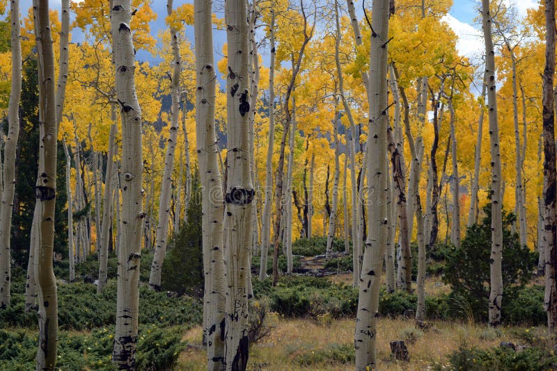 Golden colored aspens of autumn stand in a meadow with blue cloudy skies in the background. Golden colored aspens of autumn stand in a meadow with blue cloudy skies in the background.