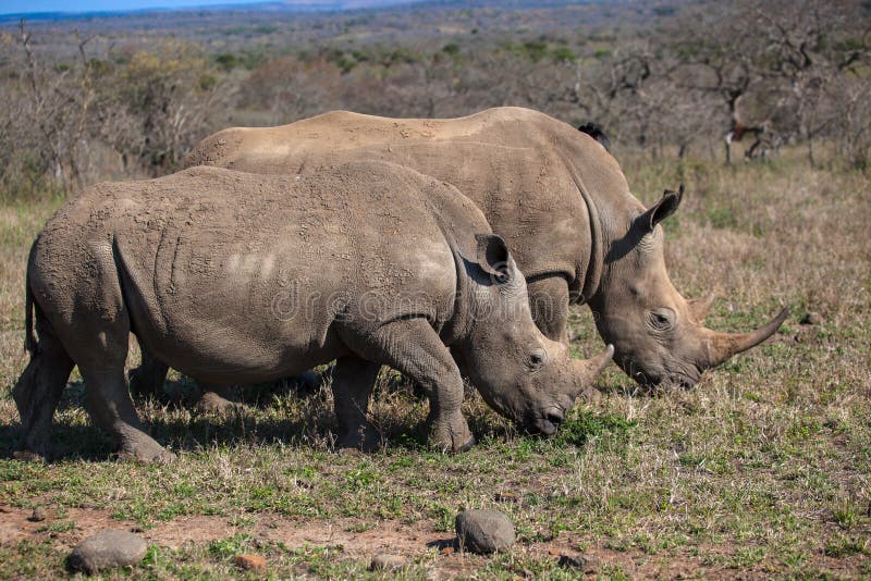 White Rhinos Mother and Cub of a year plus eating grass side by side in the morning winter sun. Photo image captured with telephoto lens of the two large wildlife animals coming past the lens with the african bush and tree in the back ground. The animals are in protected reserves from poachers. White Rhinos Mother and Cub of a year plus eating grass side by side in the morning winter sun. Photo image captured with telephoto lens of the two large wildlife animals coming past the lens with the african bush and tree in the back ground. The animals are in protected reserves from poachers