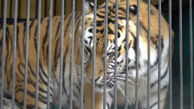 Сторона идя, проарретированное животное тигра Malnyan, жестокий плен в зоопарке цирка