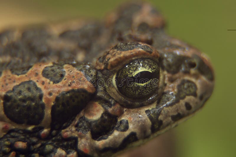 Macro photograph of an ordinary frog`s eye. Macro photograph of an ordinary frog`s eye