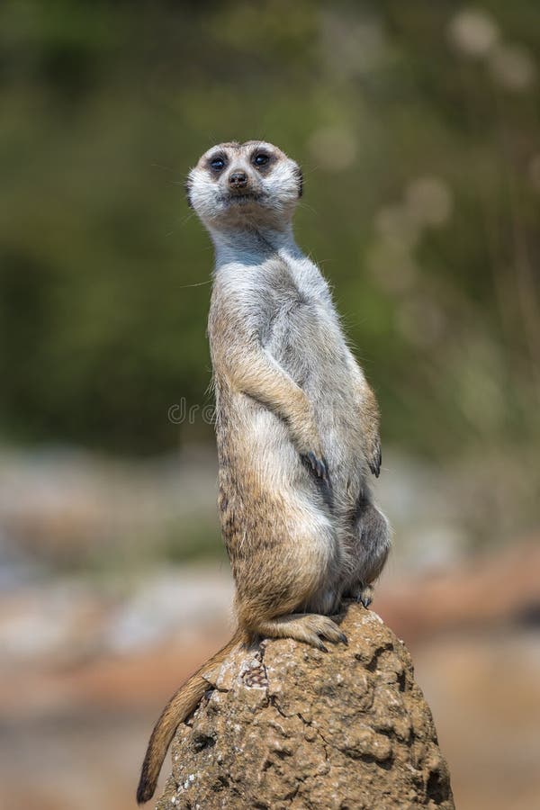 Стоящее meerkat