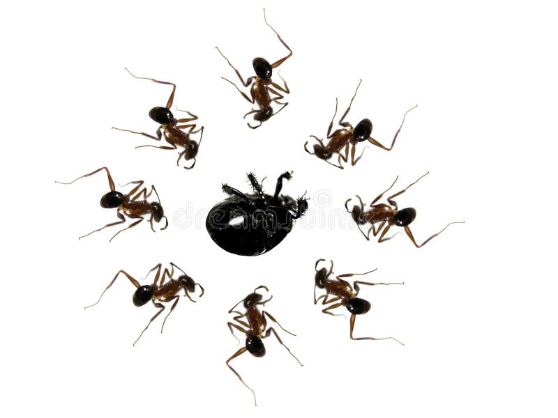 A beautiful graphic of ants making a strategy to carry a dead insect. A beautiful graphic of ants making a strategy to carry a dead insect