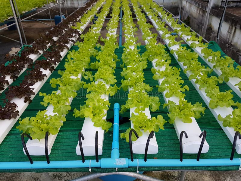 Строка зеленого растения, зеленого дуба и красного дуба, в Hydroponic овощах обрабатывает землю стоковое фото rf Строка зеленого растения, зеленого дуба и красного дуба, в Hydroponic овощах обрабатывает землю стоковое фото rf