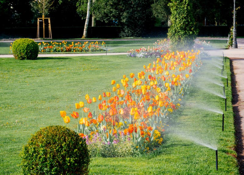 Modern automatic sprinkler irrigation system working early in the morning in green park - watering lawn and colourful flowers tulips narcissus and other types of spring flowers. Modern automatic sprinkler irrigation system working early in the morning in green park - watering lawn and colourful flowers tulips narcissus and other types of spring flowers