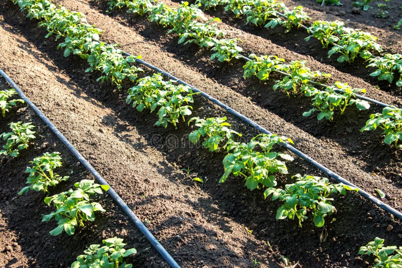 Rows of young potatoes plants and drip irrigation in the garden - selective focus, copy space. Rows of young potatoes plants and drip irrigation in the garden - selective focus, copy space