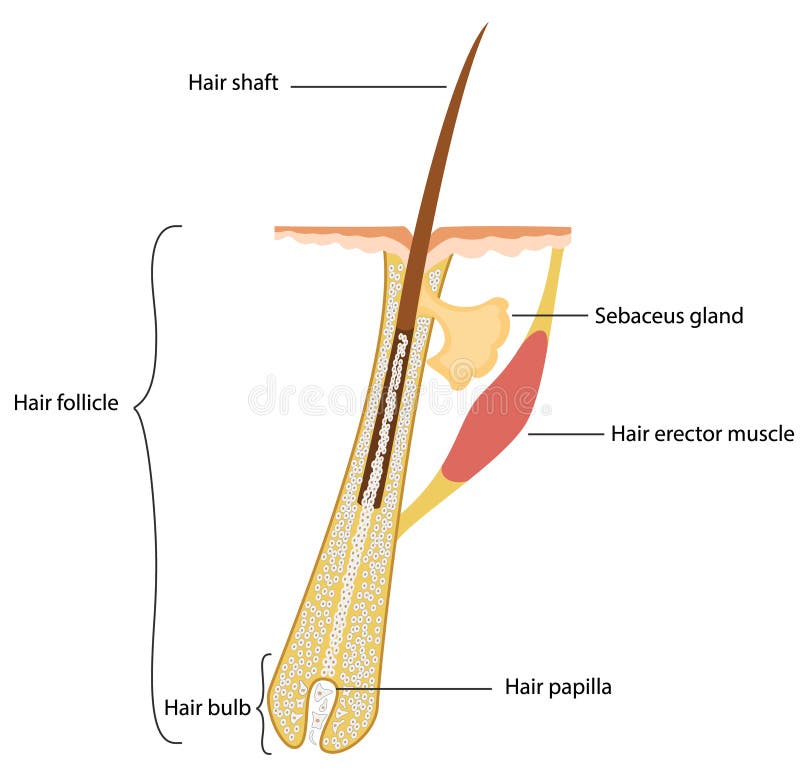 Human hair structure. Vector illustration. Human hair structure. Vector illustration