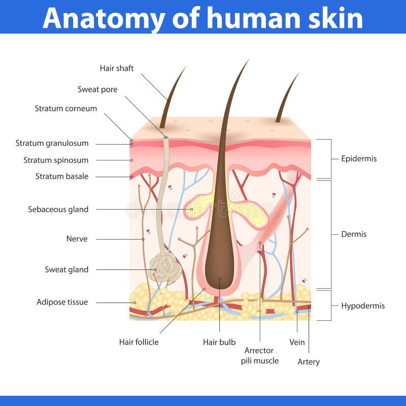 Structure of human skin, detailed description, vector illustration. Structure of human skin, detailed description, vector illustration