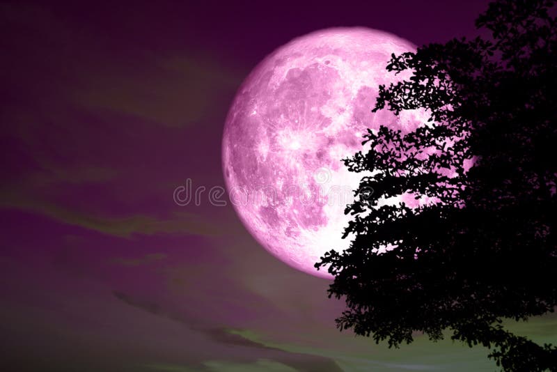 Супер польностью розовая задняя часть луны на дереве силуэта в темном ...