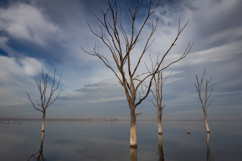 Сухие деревья в городе Epecuen Озеро сол которое причинило опустошать потоки стоковые фотографии rf Сухие деревья в городе Epecuen Озеро сол которое причинило опустошать потоки стоковые фотографии rf