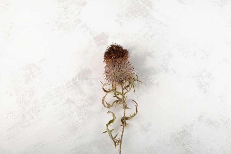 Dried plant, one flower Silybum marianum, milk thistle or Scotch thistle on grey textured background. Herbal superfood for aiding liver function. Strong antioxidant. Dried plant, one flower Silybum marianum, milk thistle or Scotch thistle on grey textured background. Herbal superfood for aiding liver function. Strong antioxidant.