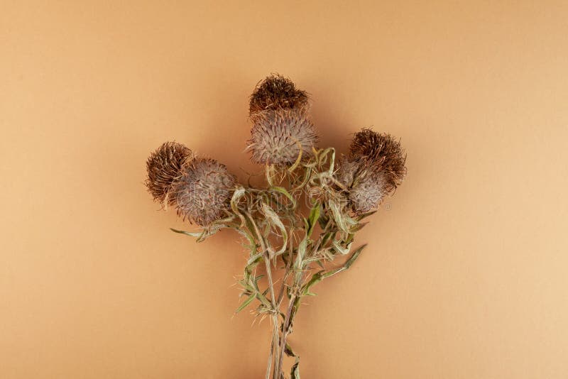 Dried plant, Silybum marianum, milk thistle or Scotch thistle. Herbal extract, superfood for aiding liver function. Strong antioxidant. Dried plant, Silybum marianum, milk thistle or Scotch thistle. Herbal extract, superfood for aiding liver function. Strong antioxidant.