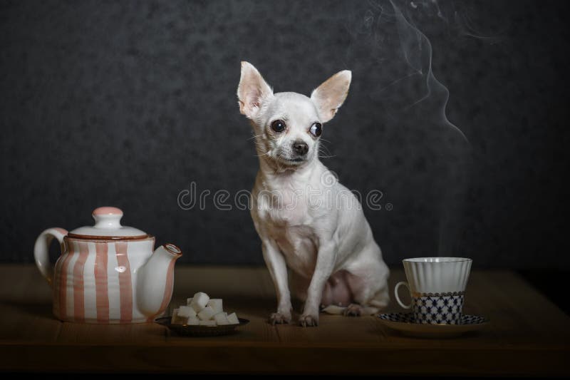 A beautiful little dog of Chihuahua breed sits on a wooden table next to a teapot and a cup of hot tea and looks away. Tea party scene. A beautiful little dog of royalty free stock photography A beautiful little dog of Chihuahua breed sits on a wooden table next to a teapot and a cup of hot tea and looks away. Tea party scene. A beautiful little dog of royalty free stock photography