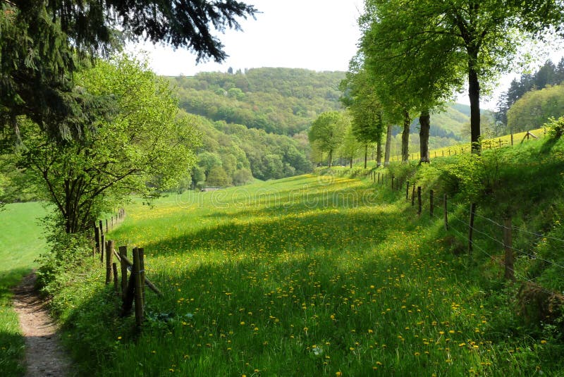 Scenic view of green fields and forest in countryside. Scenic view of green fields and forest in countryside.