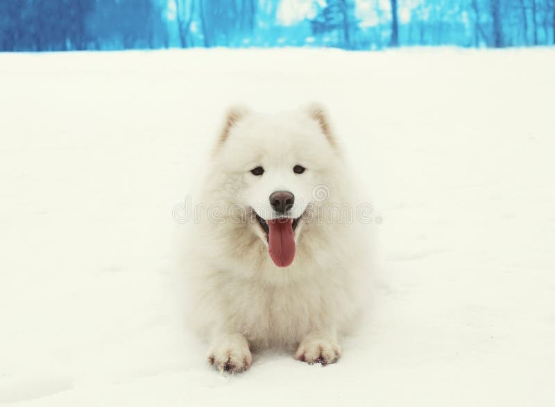 Счастливая жизнерадостная белая собака Samoyed лежа на снеге в зиме стоковые фотографии rf Счастливая жизнерадостная белая собака Samoyed лежа на снеге в зиме стоковые фотографии rf